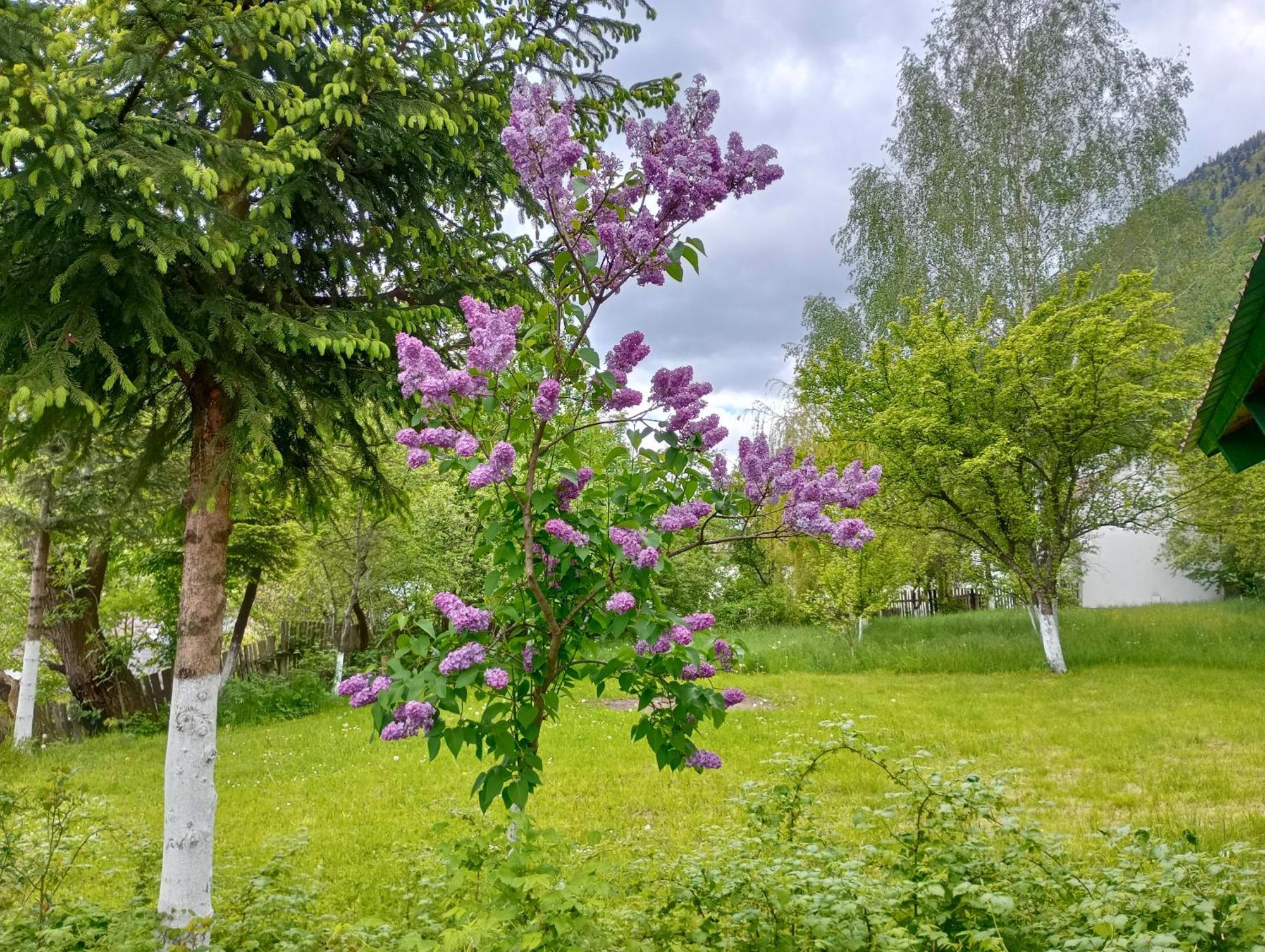 Pensiunea Irina 1 Si 2 Zărneşti Exterior foto